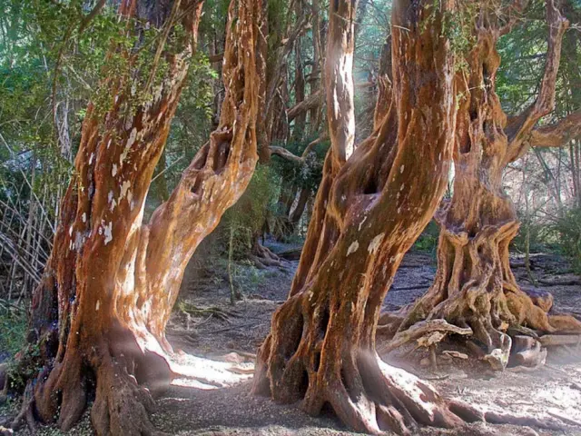 Arrayanes National Park is home to unique and quirky-looking myrtle trees