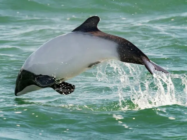 The uniquely beautiful Panda Dophin, found in only two places on Earth!