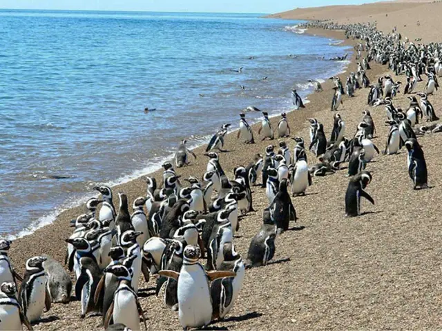 Visiting the world’s largest colony of Magellanic penguins in Punta Tombo