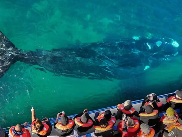 Marvel upon the immensity of the Southern Right Whale in all its splendor