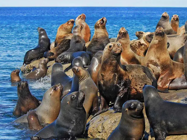 Experience the South American sea lions in their natural habitat, in this navigation experience