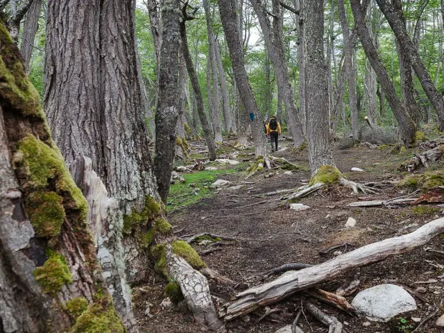 Hiking the beautiful Patagonian forest