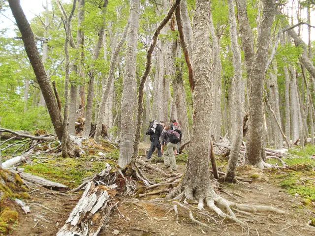 Trek through the beauty of century-old beech trees