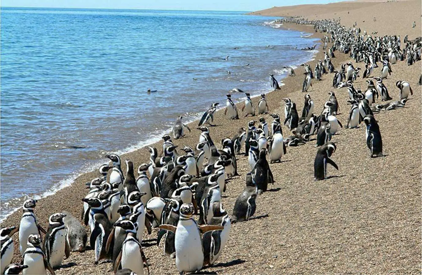 Península Valdés, Argentina