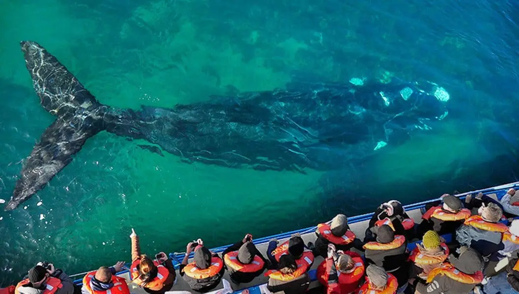 Marvel upon the immensity of the Southern Right Whale in all its splendor