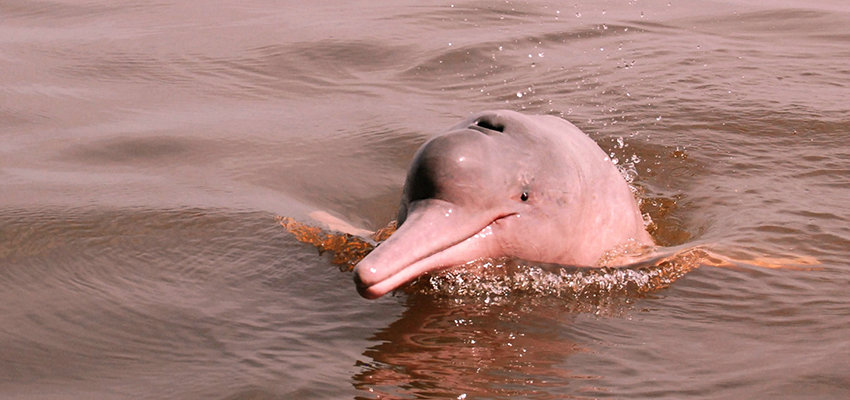 A Unique Up Close Experience With The Friendly Amazonian Pink Dolphins Private Tour An Exclusive Adventure To The Amazon Rainforest The Mighty Iguazu Falls And The Marvelous Rio De Janeiro A Unique Up Close Experience With The Friendly Amazonian Pink Dolphins Private Tour An Exclusive Adventure To The Amazon Rainforest The Mighty Iguazu Falls And The Marvelous Rio De Janeiro