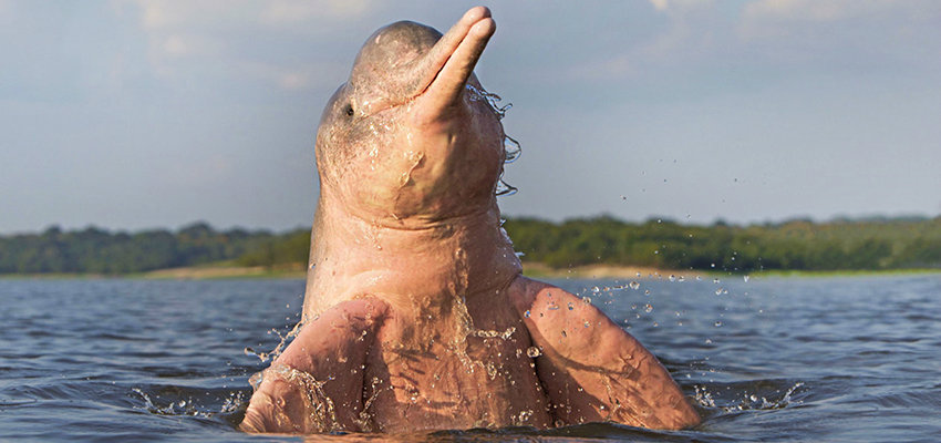 A Unique Up Close Experience With The Friendly Amazonian Pink Dolphins Private Tour An Exclusive Adventure To The Amazon Rainforest The Mighty Iguazu Falls And The Marvelous Rio De Janeiro