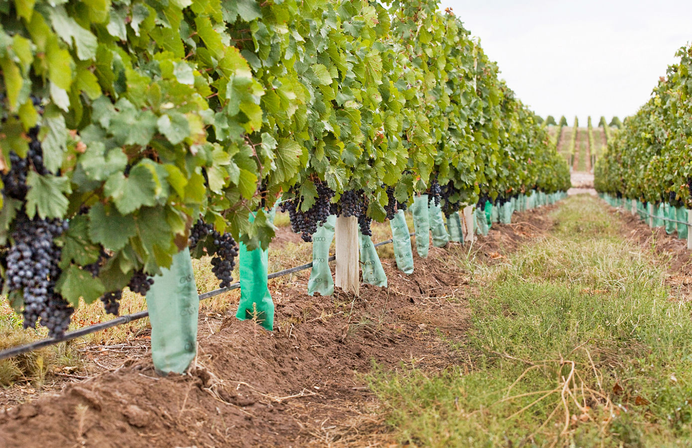 The vineyards surrounding the resort