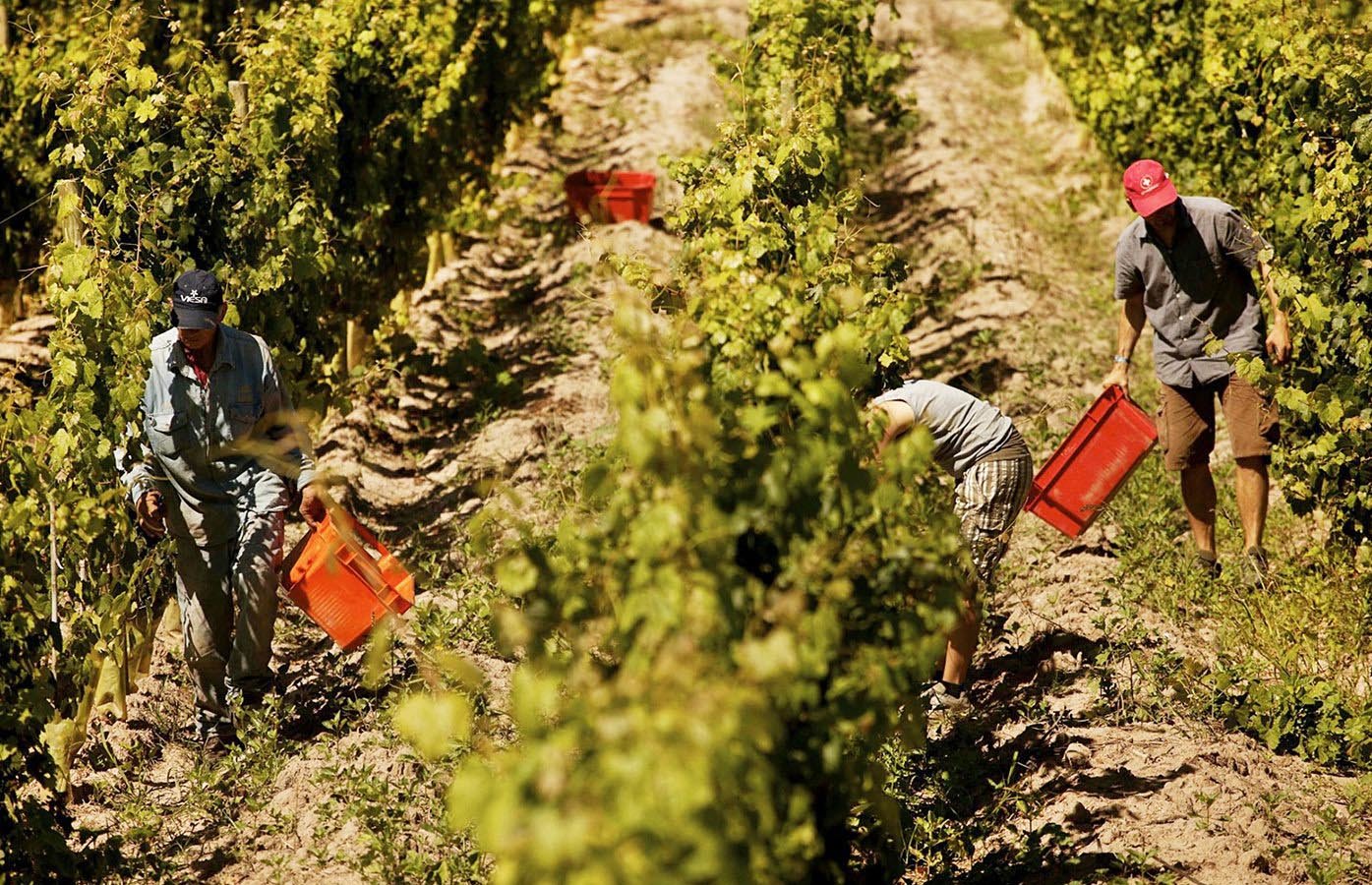 Grape harvesting at the hotel vineyards