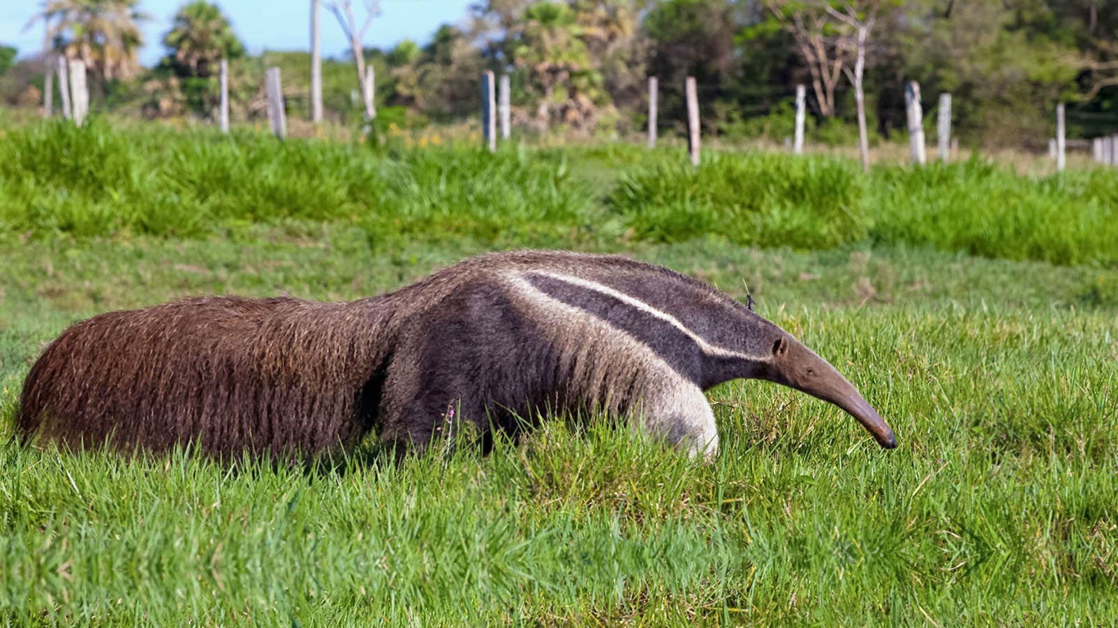 A giant anteater, the largest of all anteater species