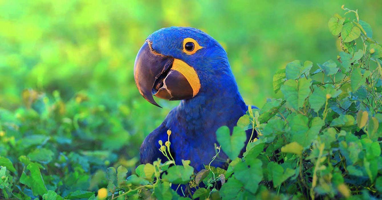 The hyacinth macaw is the biggest parrot in the world