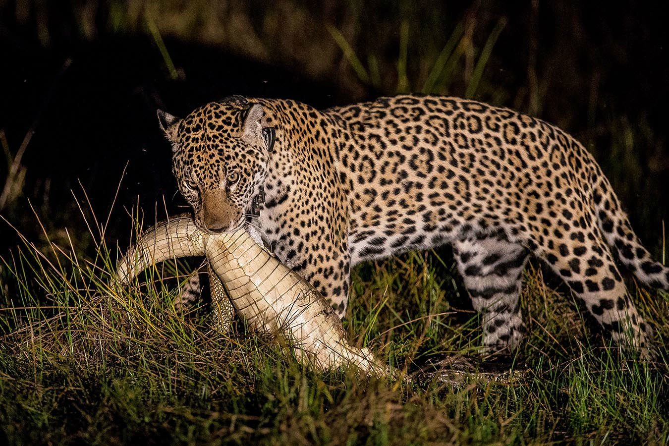 Many animals, like the jaguars, are active during nighttime[1]