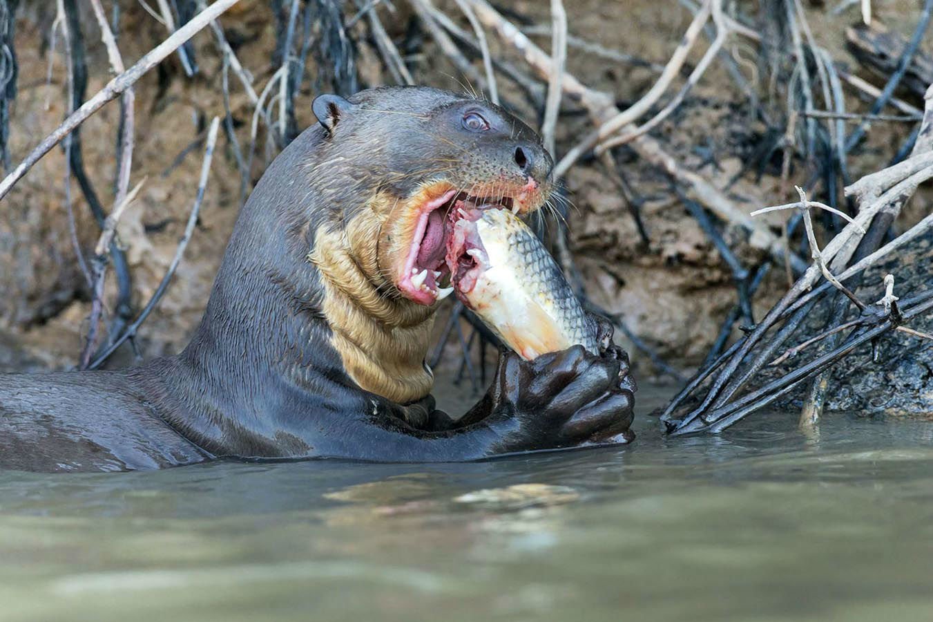A giant otter, the world&rsquo;s longest weasel, feeding from fish