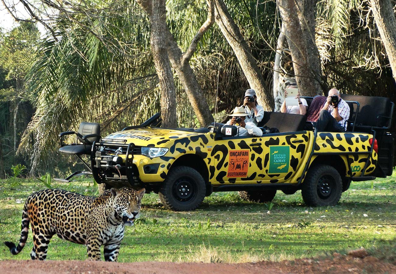 The Onçafari team will take us on an insightful, educational, passionate, and immersive jaguar experience