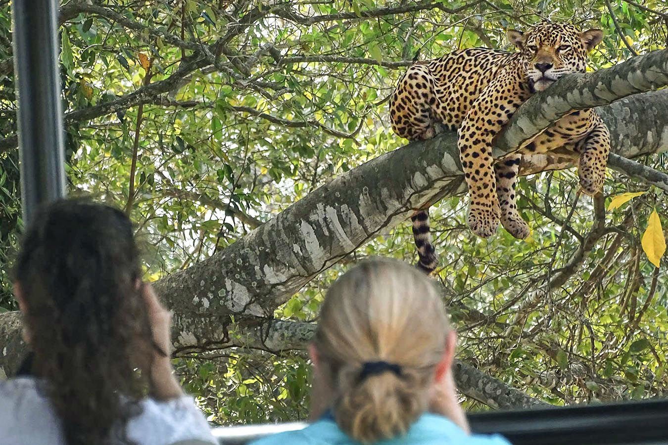 Nap time for this jaguar