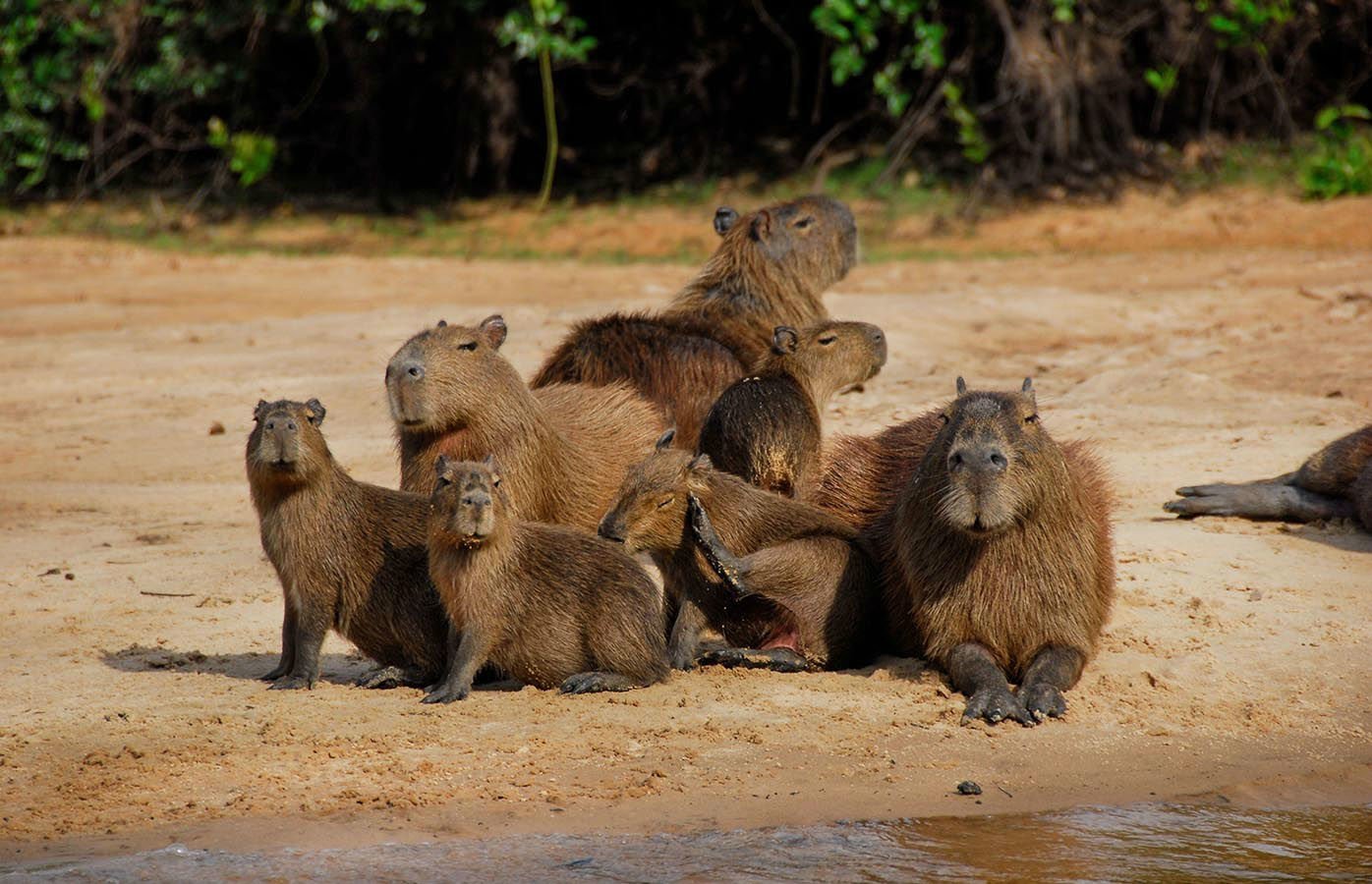 Capybara family, the biggest rodent in the world, sunbathing
