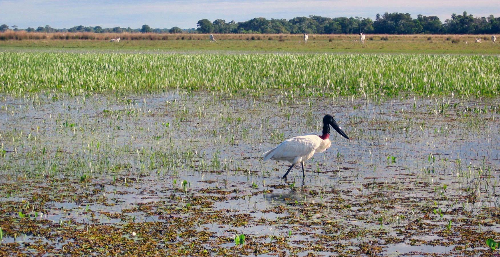 A typical Pantanal ladscape with a jabiru stork and the cattle in the background 