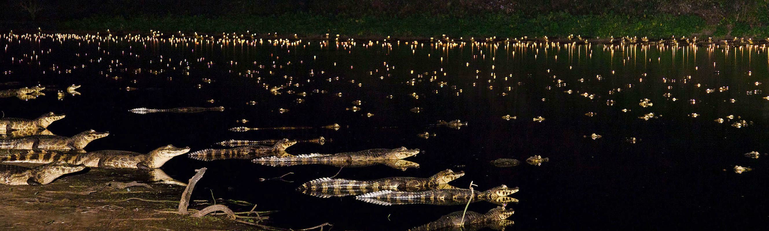 We&rsquo;ll spot caimans concentrated in small pools of water with their shining eyes