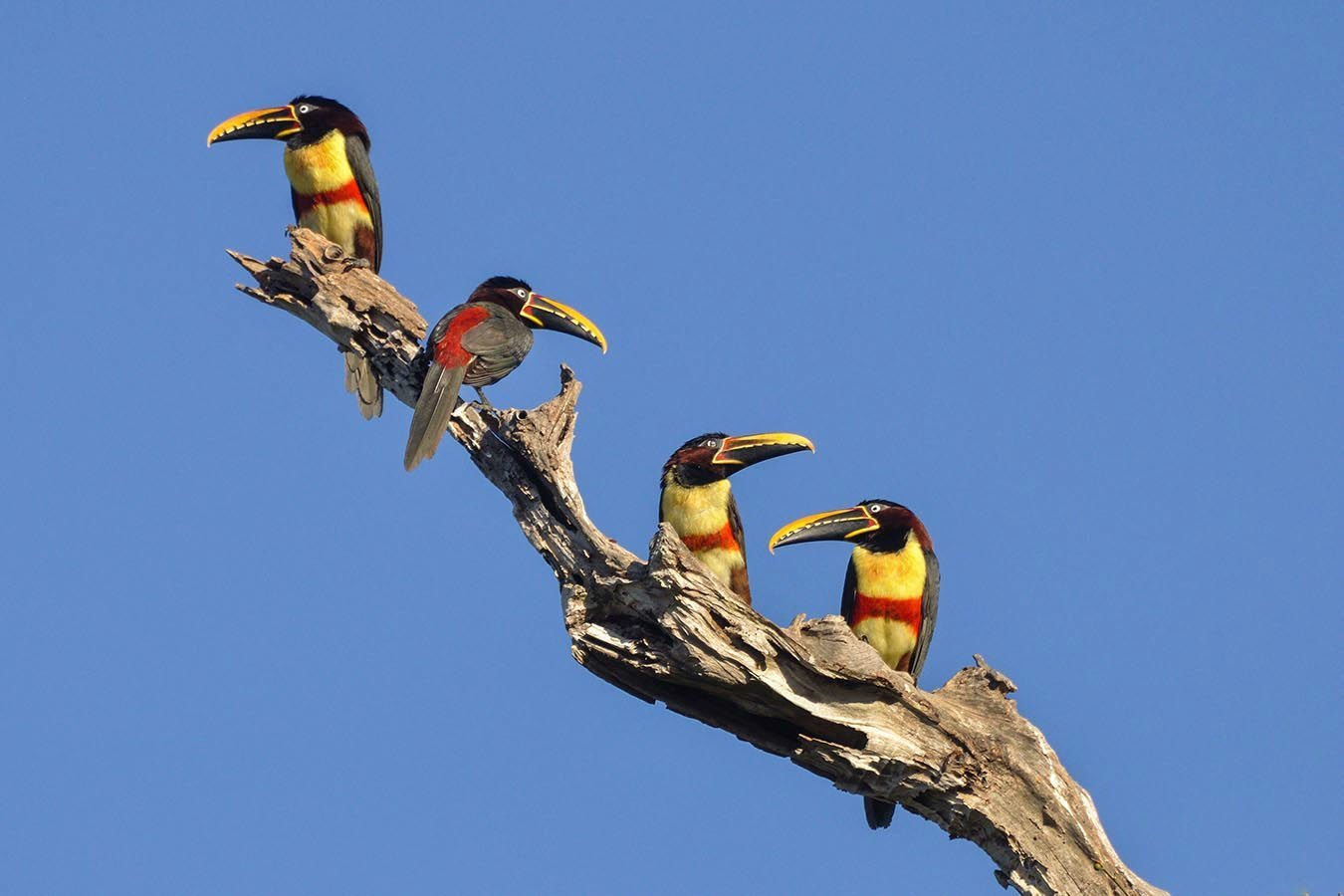 More than 700 species of birds call Pantanal home