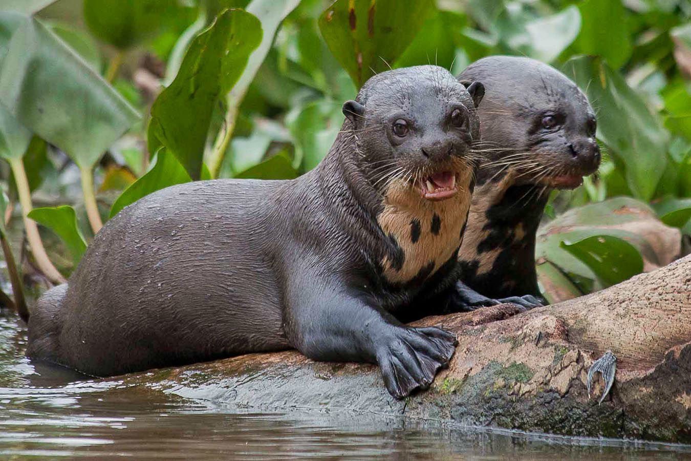 The giant otter, the world&rsquo;s longest weasel