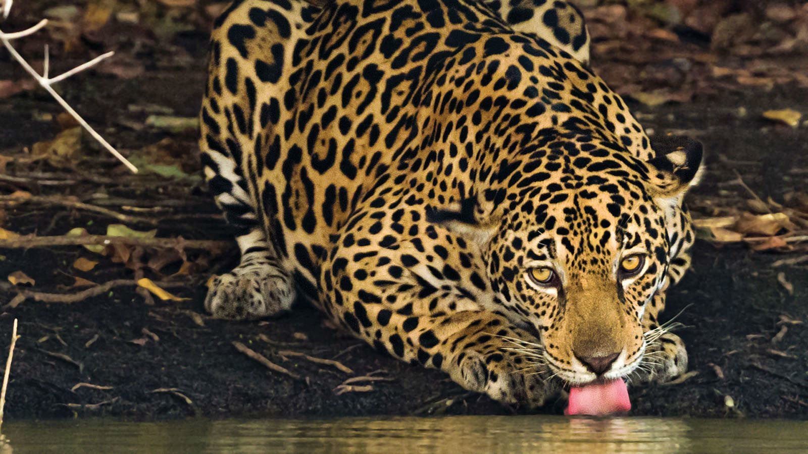 A Jaguar, the biggest cat in the Americas, drinking water on the banks of a river