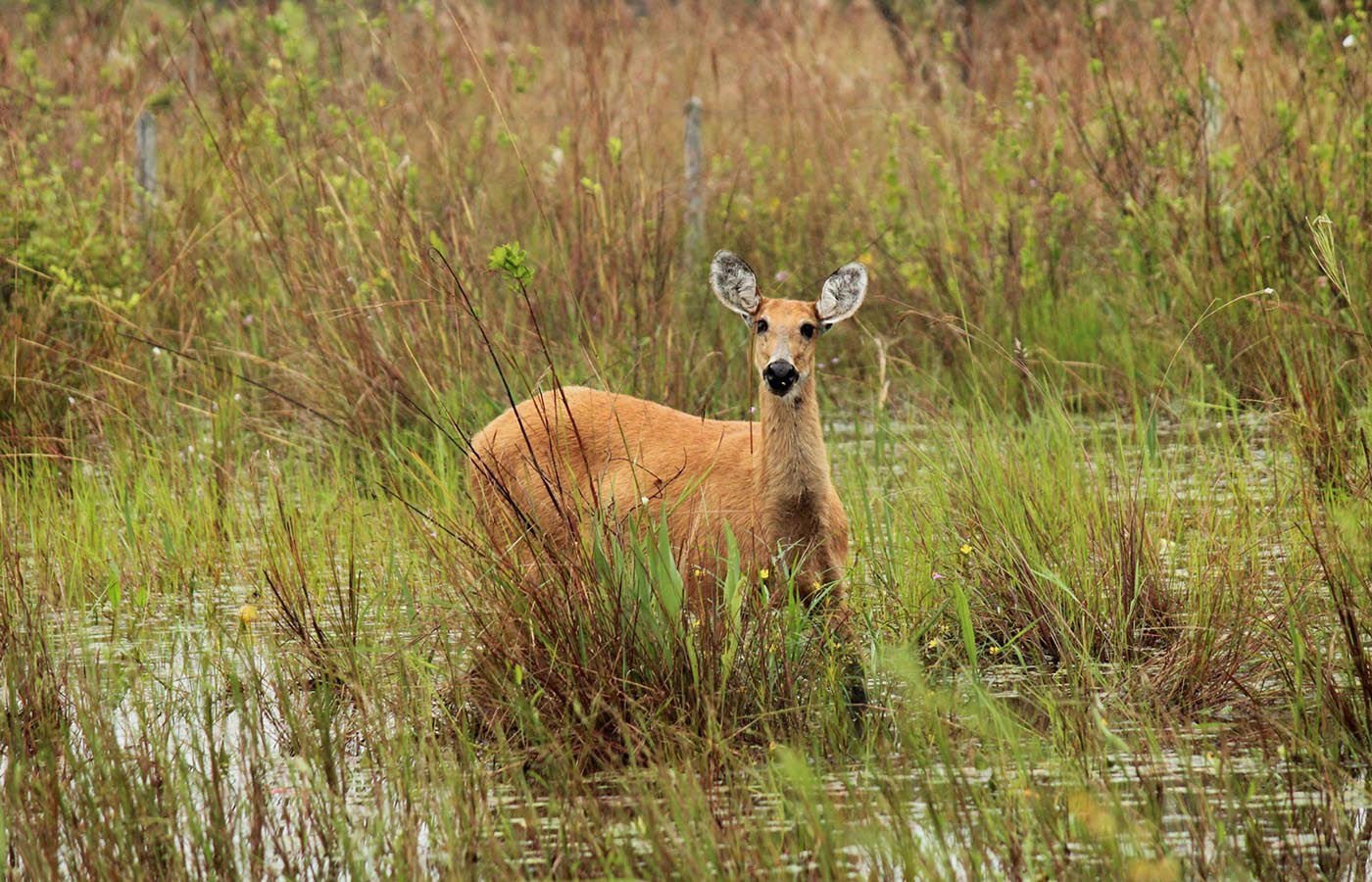 The marsh deer is the largest deer species in South America