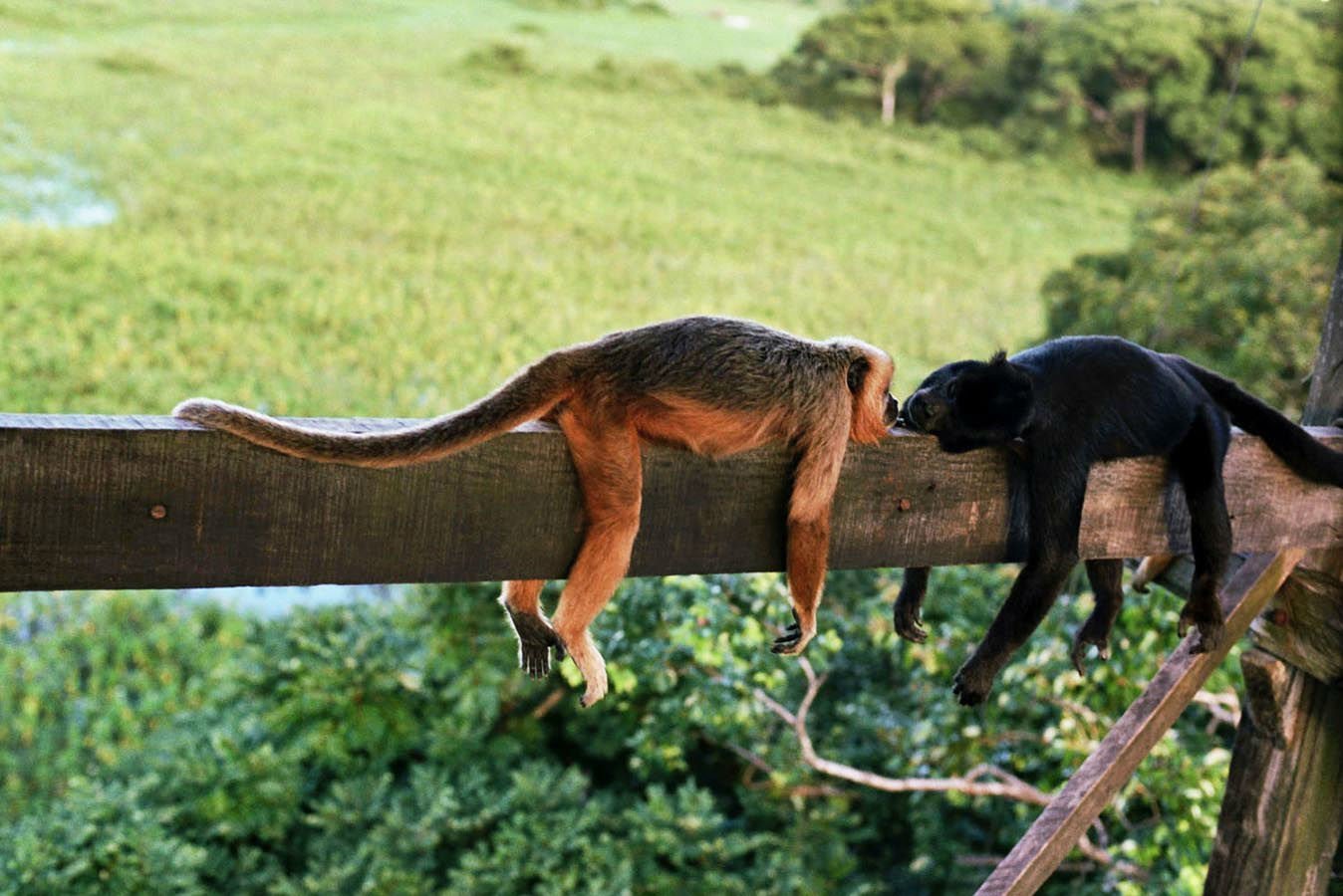 The Caiman Ecological Refuge is deeply involved in preserving the surrounding wildlife[1]