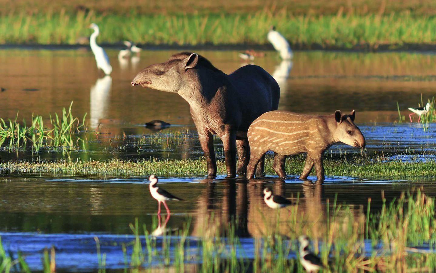 Tapirs, the largest terrestrial mammal in South America