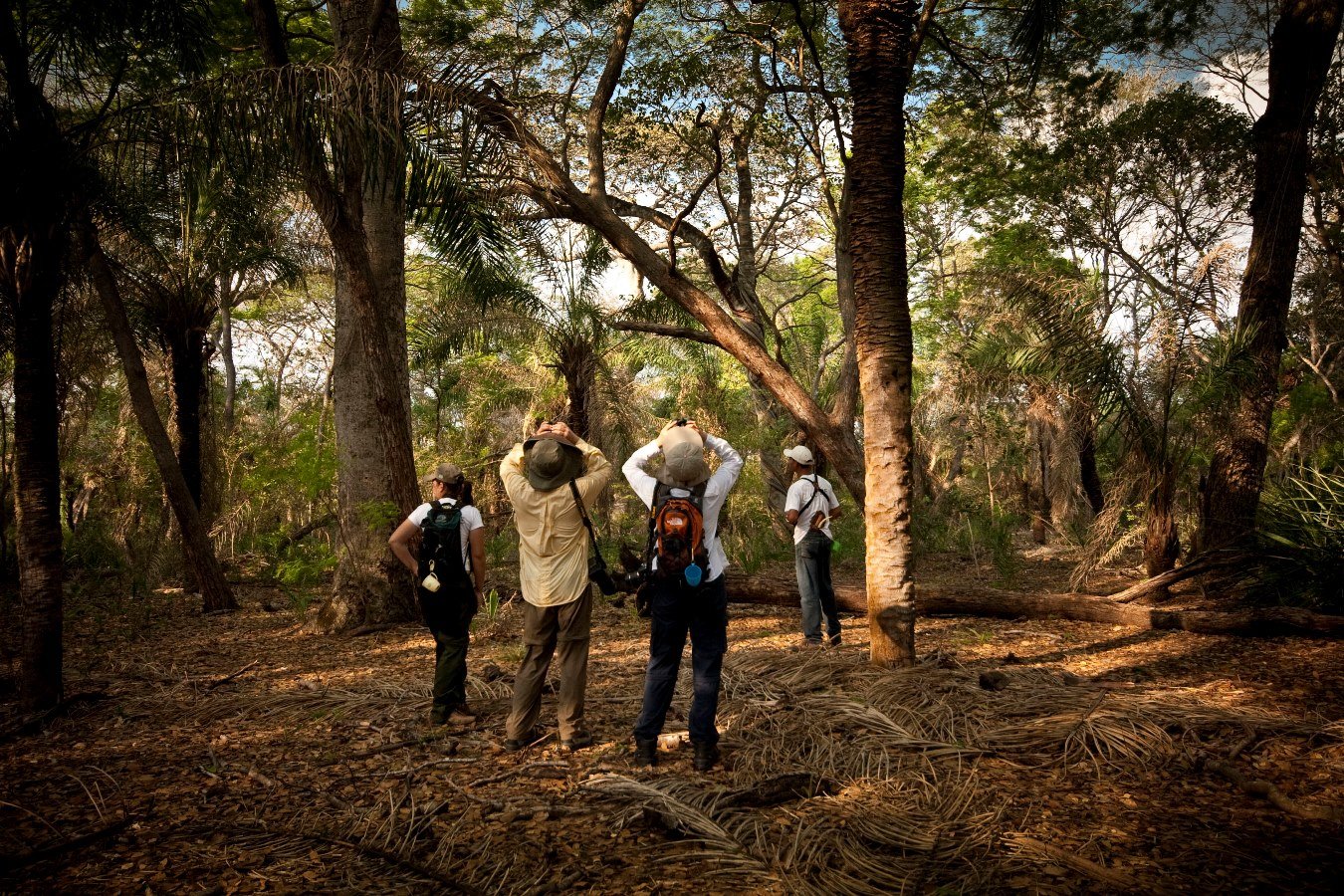 Trek through the Pantanal in search of fascinating wildlife, including a huge variety of birds