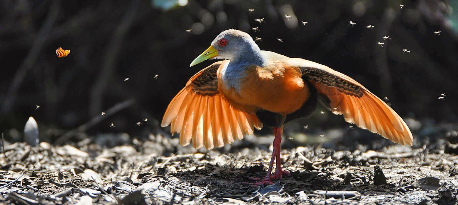 A woodrail bird of the Pantanal 