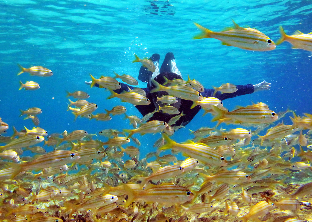 Meeting a school of fish while snorkeling in Fernando de Noronha