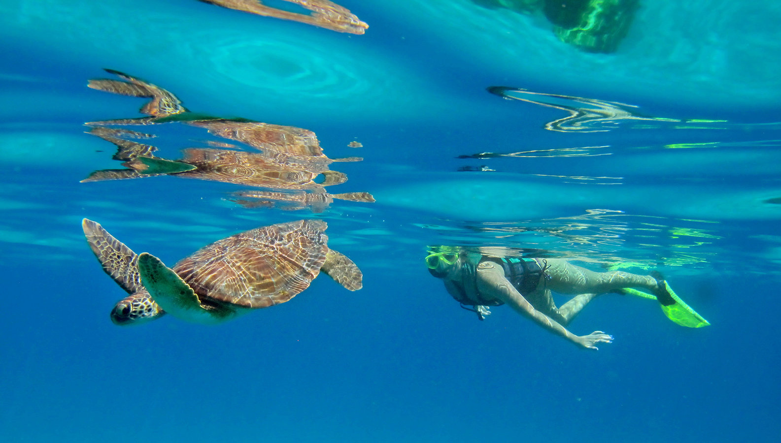 Sea turtles are a common sight in some areas of the island