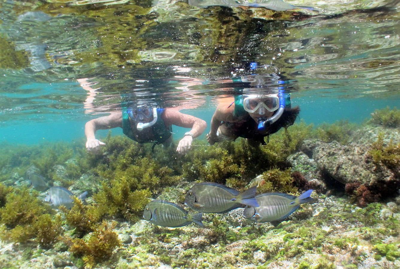 You can discover some of the island&rsquo;s unique marine wildlife while snorkeling