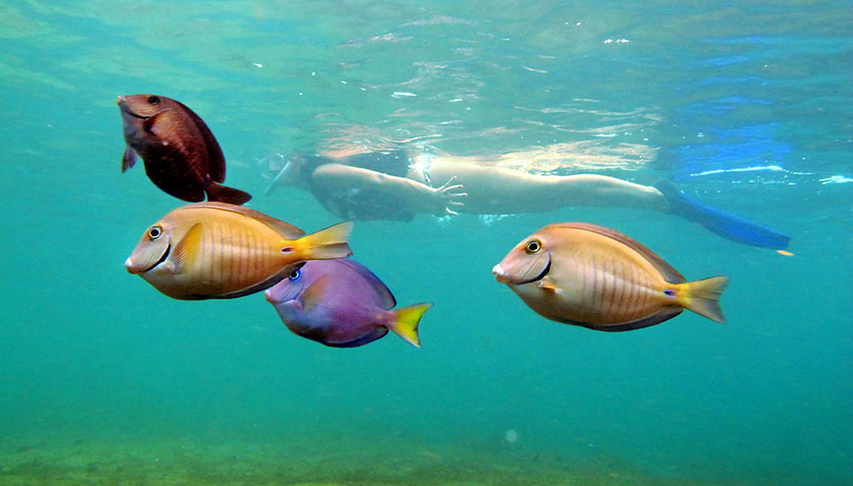 Snorkeling during the Fernando de Noronha island tour