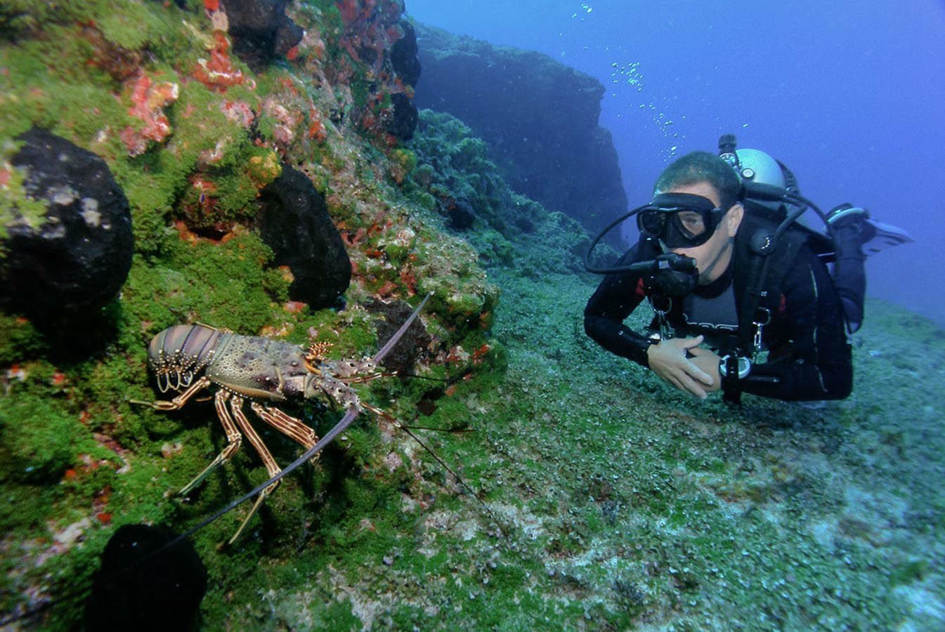 The Fernando de Noronha archipelago was declared an ecological sanctuary by UNESCO for its marine biodiversity
