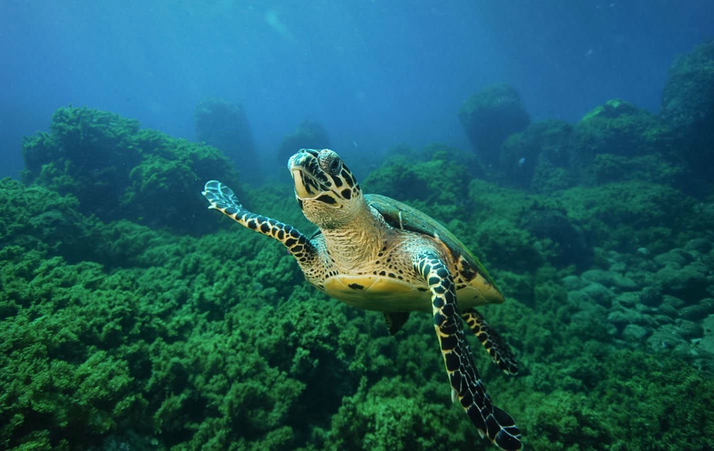 The Fernando de Noronha archipelago was declared an ecological sanctuary by UNESCO for its marine biodiversity