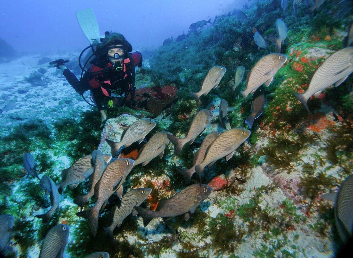 Swim among myriad fish and marine creatures