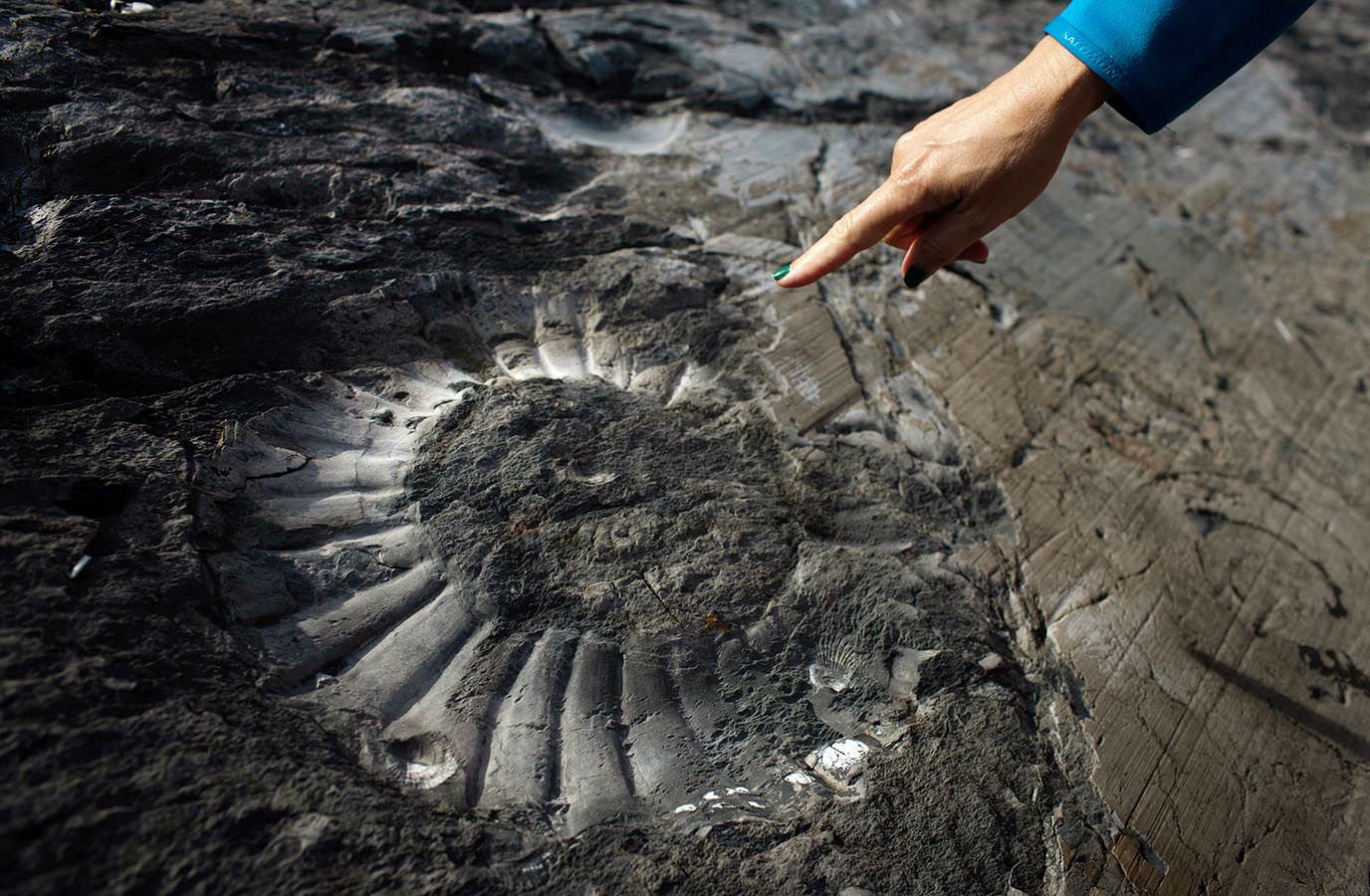 Take in marine fossils, formerly covered by glaciers