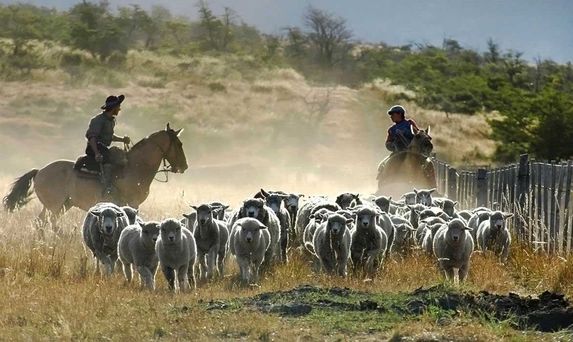Learn about the chores that come with daily life at an estancia