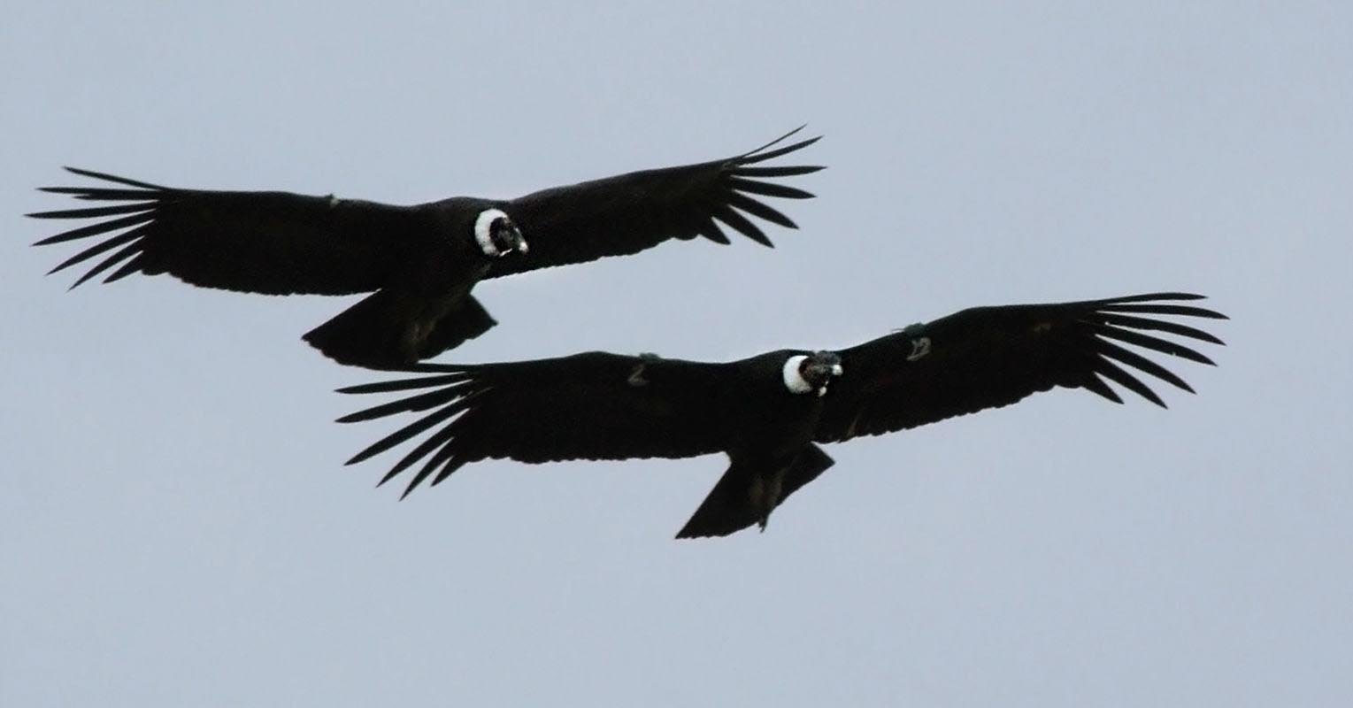 If we’re lucky, we’ll get to witness Patagonian Condors soar high over our heads