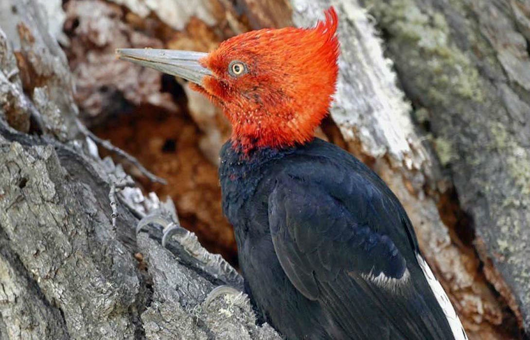 The Magellanic Woodpecker, easily recognizable with its bright red crest