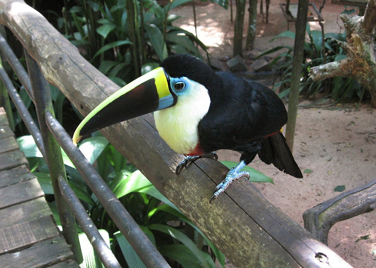 You can enjoy 150 species of multi-colored bird species in the natural reserve
