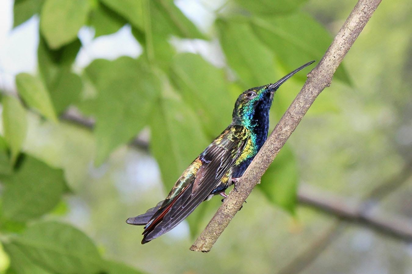 The park also plays host to a collection of butterflies and hummingbirds