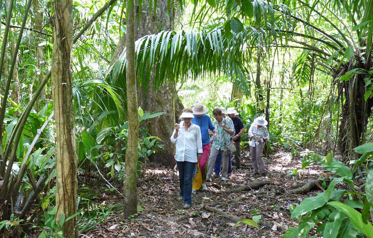 Explore the beauty of the Iguazu subtropical forest in a short trek
