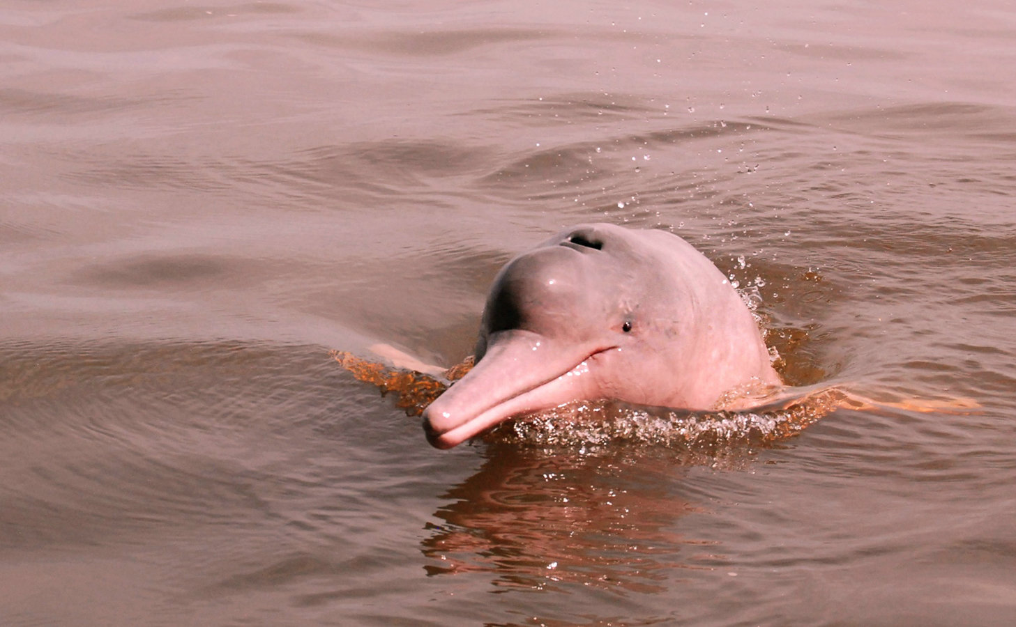 The pink river dolphin is the largest species of freshwater dolphin in the world and unique to the Amazon basin