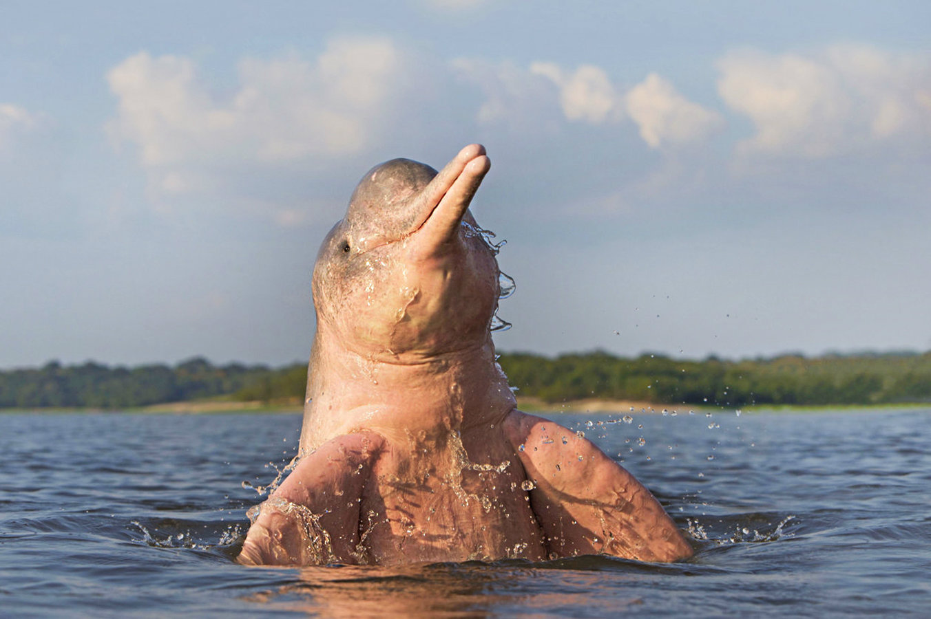 Meet the unique pink dolphin, the largest freshwater dolphin on Earth