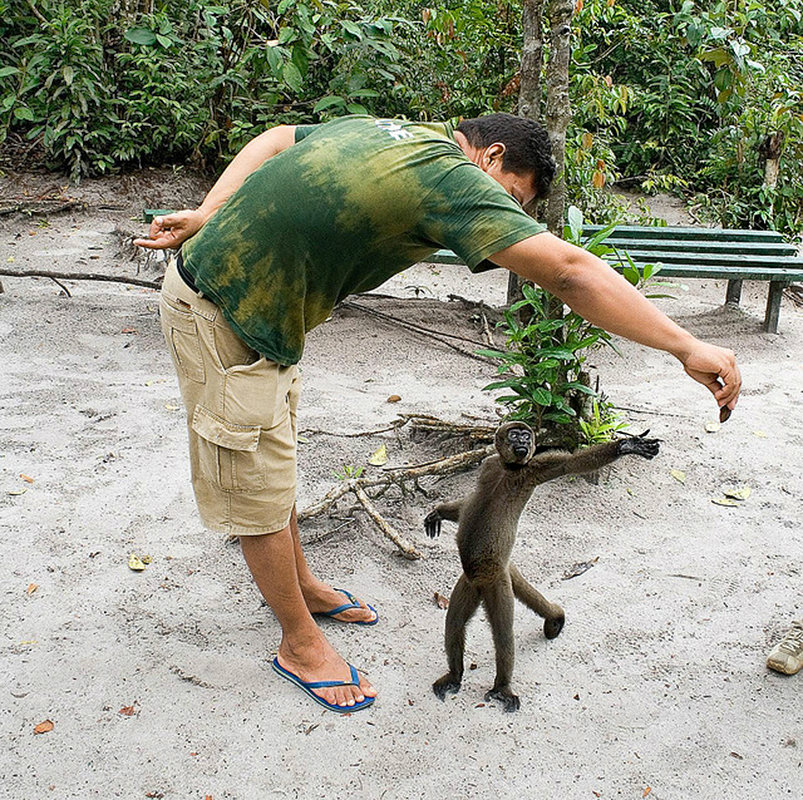 Monkey see, monkey do!