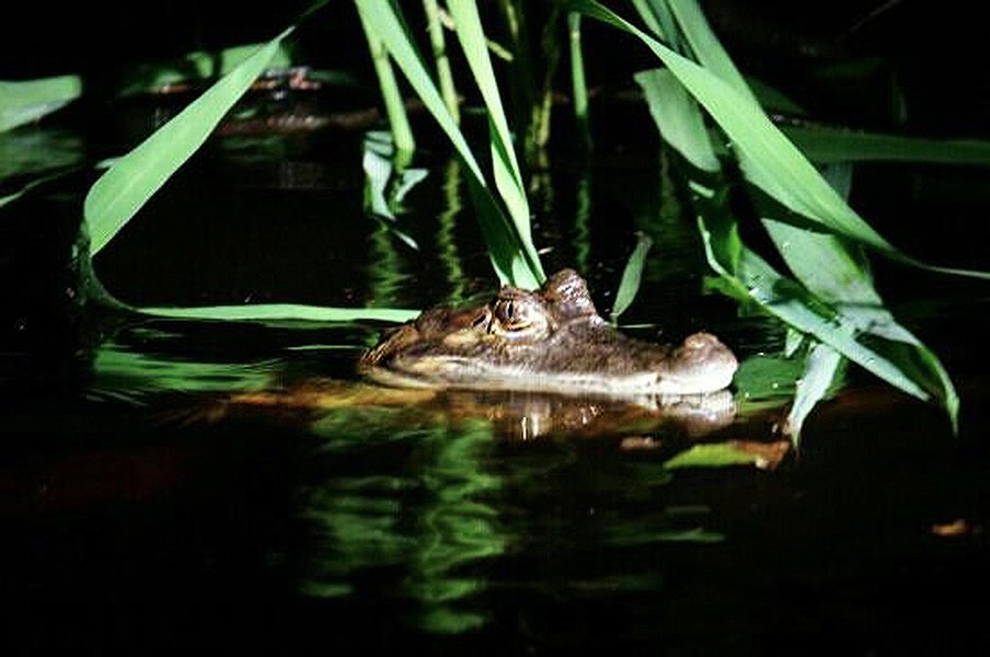 Embark on a nighttime canoe adventure in search for caimans