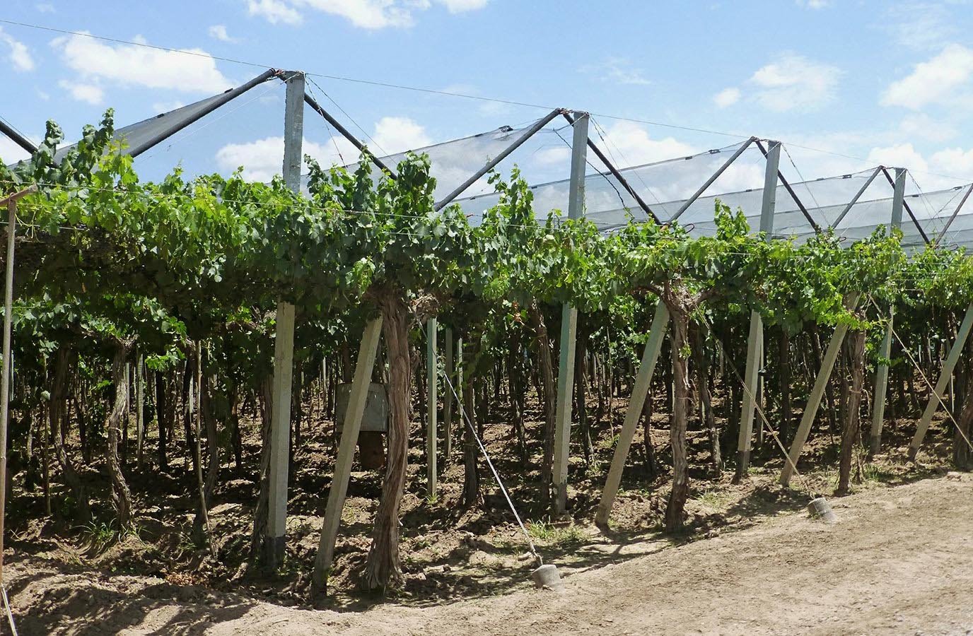 We’ll enjoy the vineyards up close and personal, and make 3 stops to sample different varieties of wine