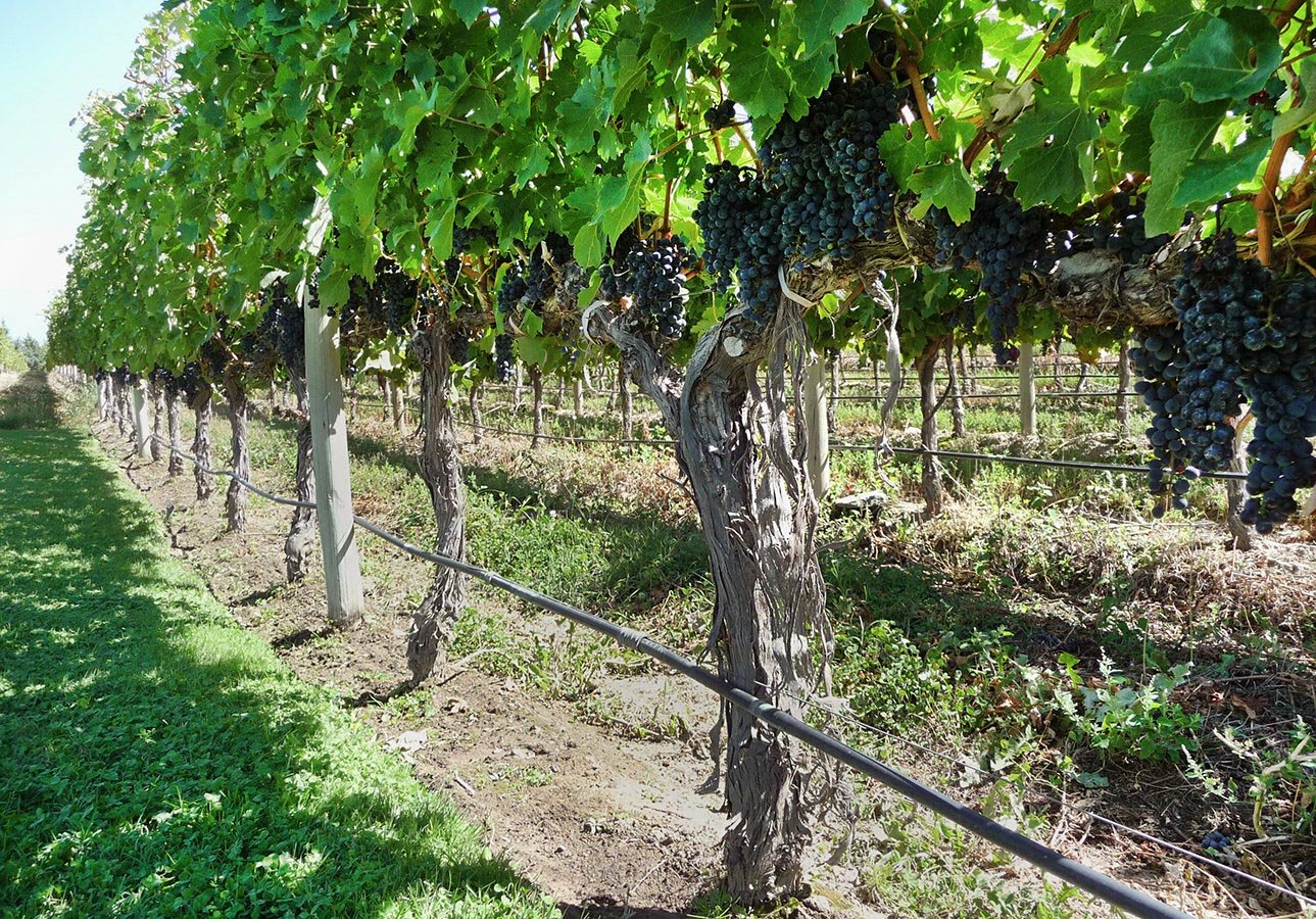 Grapes produced at Uco Valley have garnered international distinction and fame